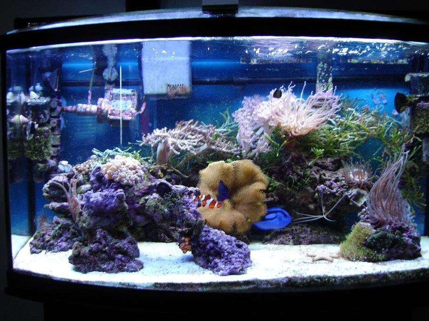 Rated #89: 46 Gallons Reef Tank - My very 1st Rookie Tank