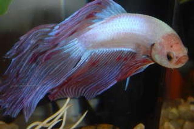 freshwater fish - betta splendens - betta - male stocking in 50 gallons tank - 4th July Betta