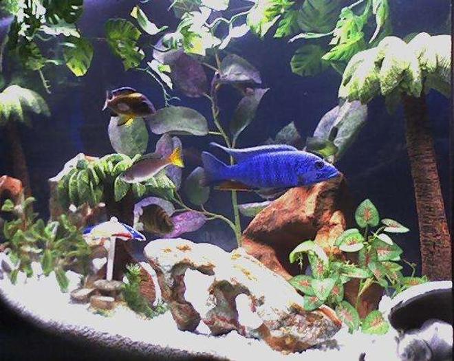 freshwater fish - sciaenochromis ahli - electric blue cichlid stocking in 46 gallons tank - African Cichlids