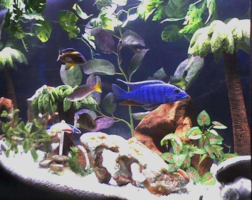 Rated #1470: Freshwater Fish - Sciaenochromis Ahli - Electric Blue Cichlid Stocking In 46 Gallons Tank - African Cichlids