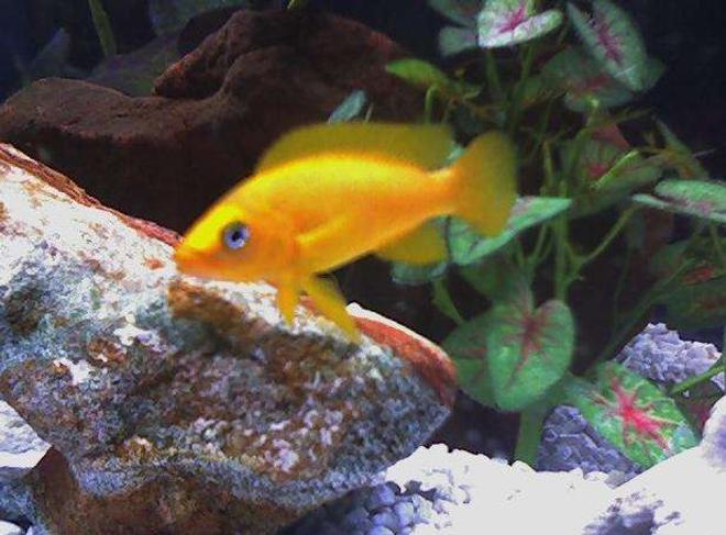 freshwater fish - neolamprologus leleupi - orange leleupi cichlid stocking in 46 gallons tank - Lamp Lelupi