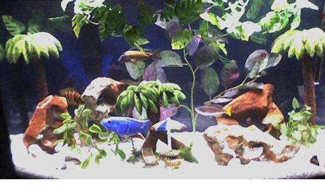 freshwater fish - sciaenochromis ahli - electric blue cichlid stocking in 46 gallons tank - African cichlids
