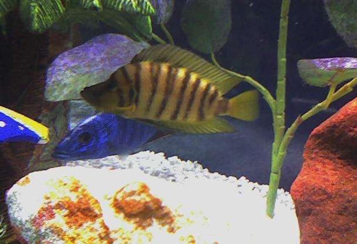 freshwater fish - altolamprologus compressicep - gold head compressicep cichlid stocking in 46 gallons tank - Caught in the wild, Lamp Compressiceps