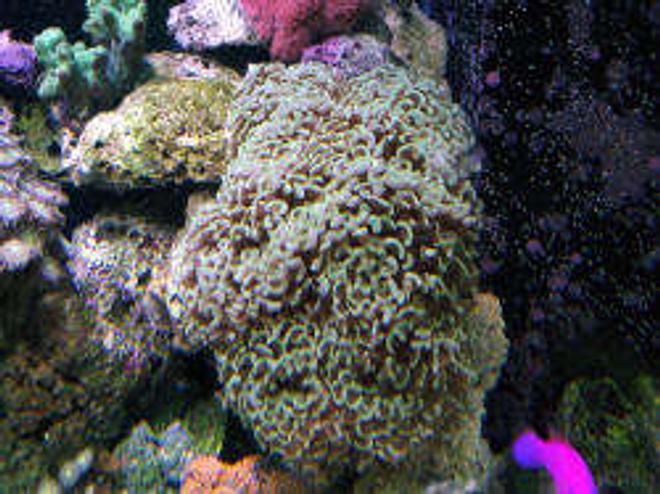 corals inverts - euphyllia ancora - hammer / anchor coral stocking in 160 gallons tank - Hammer Coral