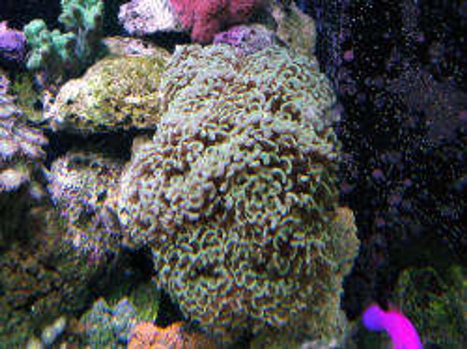 corals inverts - euphyllia ancora - hammer / anchor coral stocking in 160 gallons tank - Hammer Coral