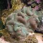 corals inverts - rhodactis inchoata - bullseye mushroom stocking in 160 gallons tank - Green Mushroom Rock