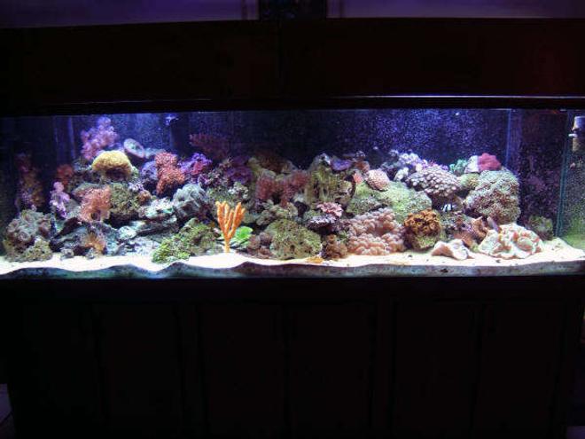 160 gallons reef tank (mostly live coral and fish) - SKYDIVE182's Reef Tank