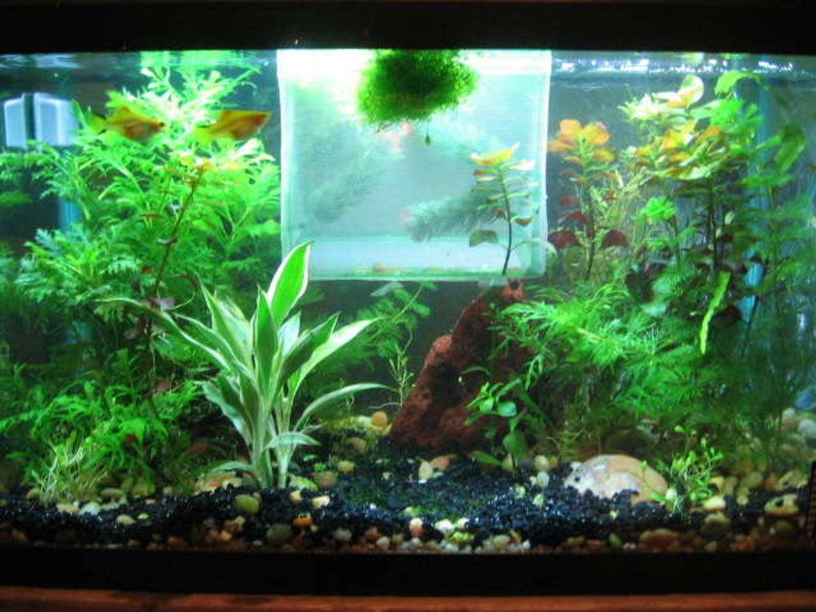 10 gallons planted tank (mostly live plants and fish)