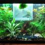 10 gallons planted tank (mostly live plants and fish)
