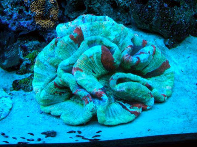 corals inverts - trachyphyllia radiata - brain coral, wellsophyllia stocking in 160 gallons tank - Large Open Brain under actinics