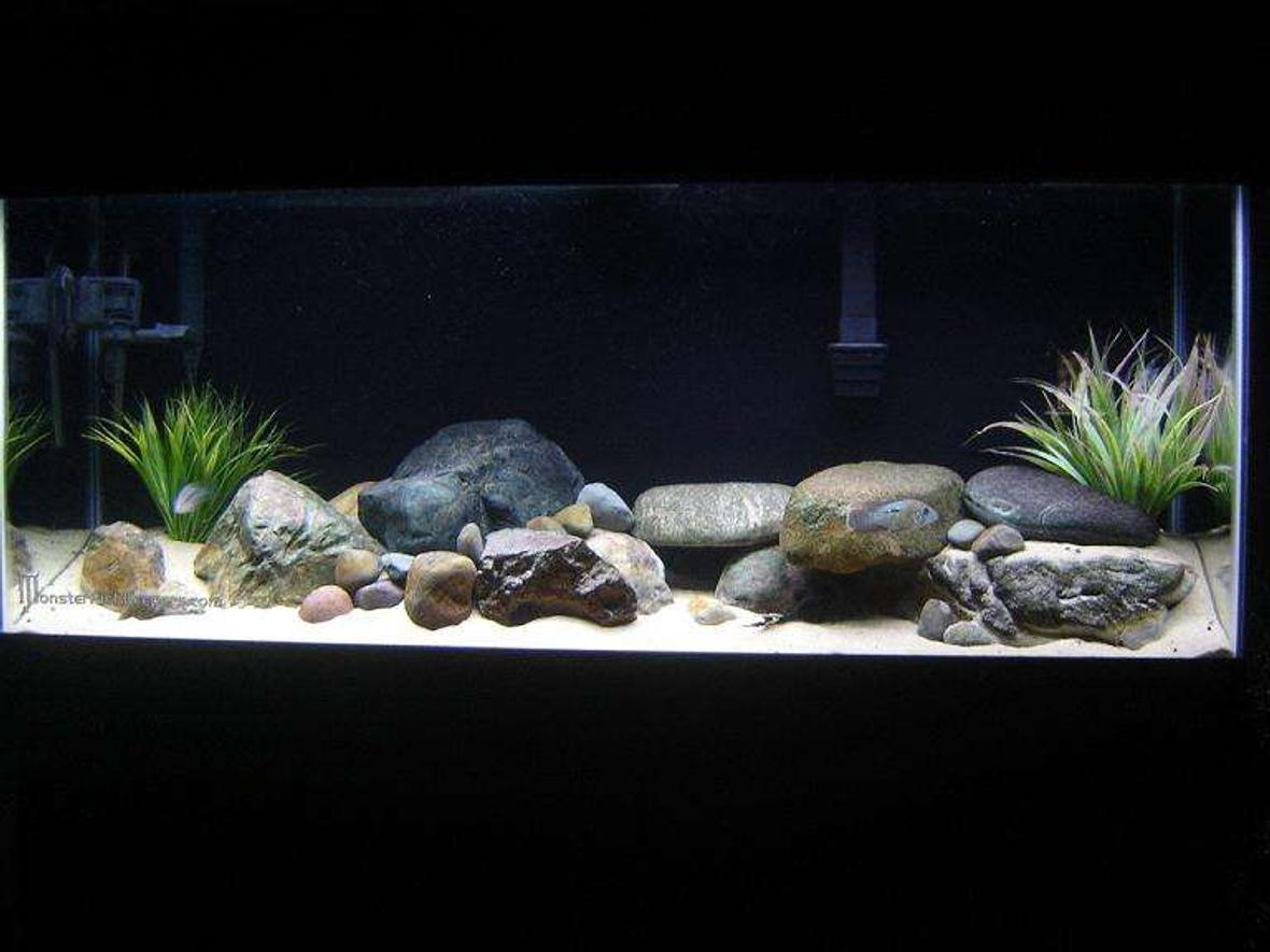 55 gallons freshwater fish tank (mostly fish and non-living decorations) - Started as a African rift lake tank but due to a major mistake on my part I lost 4 out of five fish. I decided to make it a tank housing a Gold Saum which was a fish I've always wanted to try out and couldn't be happier. He loves the rocks too much so I decided to leave them in there. I have to decide on a piece of drift wood for my L-203, just havent found a piece that I like yet