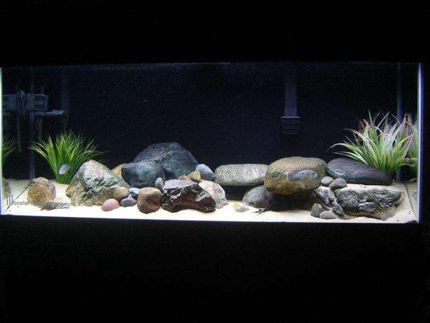 Rated #54: 55 Gallons Freshwater Fish Tank - Started as a African rift lake tank but due to a major mistake on my part I lost 4 out of five fish.  I decided to make it a tank housing a Gold Saum which was a fish I've always wanted to try out and couldn't be happier.  He loves the rocks too much so I decided to leave them in there.  I have to decide on a piece of drift wood for my L-203,  just havent found a piece that I like yet