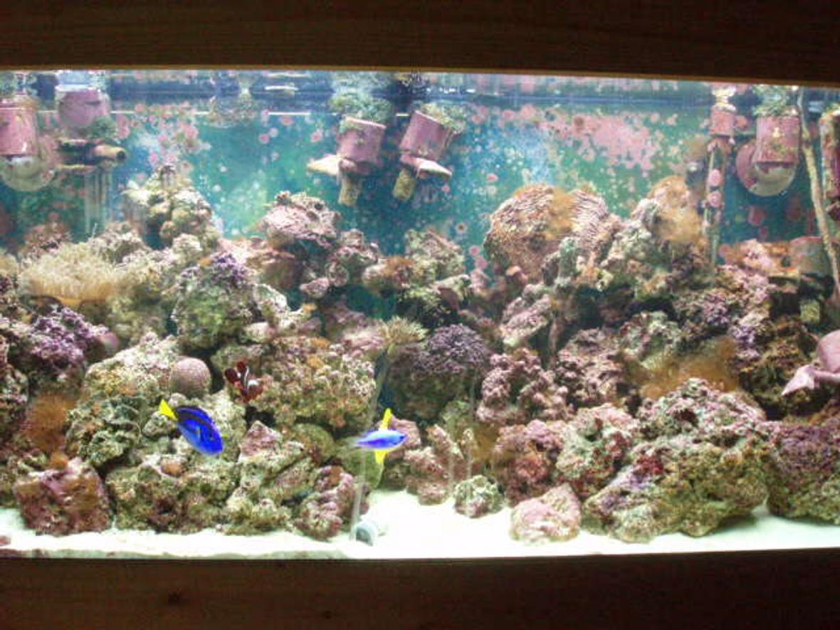 90 gallons saltwater fish tank (mostly fish, little/no live coral) - 90 Gallon FOWLR.....only a half a year old, so its got some more thriving to do still...lol