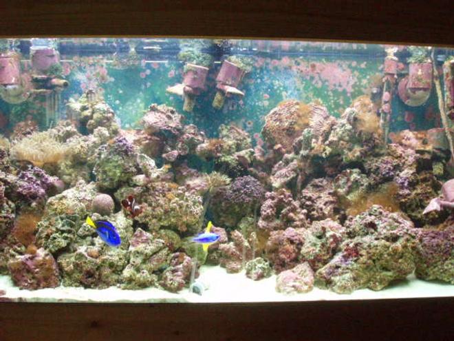 90 gallons saltwater fish tank (mostly fish, little/no live coral) - 90 Gallon FOWLR.....only a half a year old, so its got some more thriving to do still...lol
