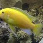 freshwater fish - pseudotropheus estherae - red zebra cichlid stocking in 55 gallons tank - yellow zebra