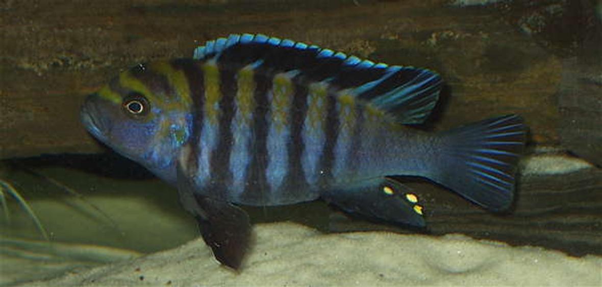 freshwater fish - cynotilapia afra - afra cichlid stocking in 120 gallons tank - Anyone know the name of this guy?