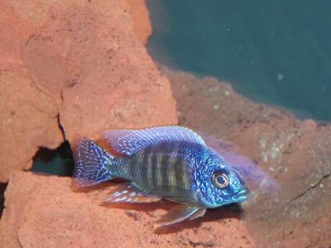 freshwater fish - protomelas steveni - taiwan reef stocking in 135 gallons tank - reef