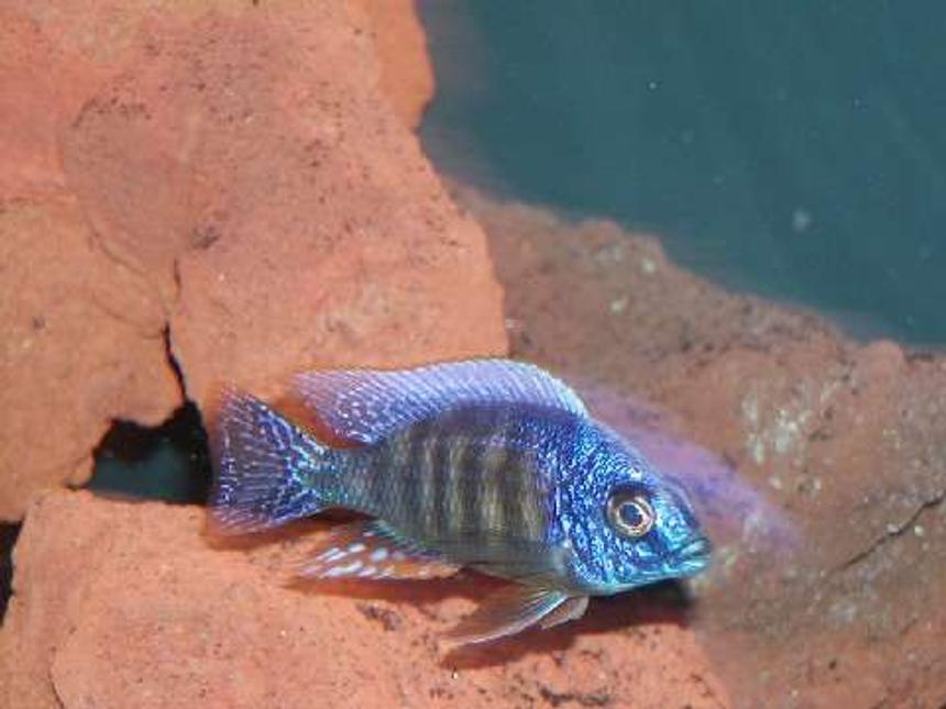 Rated #41: Freshwater Fish - Protomelas Steveni - Taiwan Reef Stocking In 135 Gallons Tank - reef