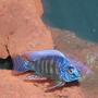 freshwater fish - protomelas steveni - taiwan reef stocking in 135 gallons tank - reef