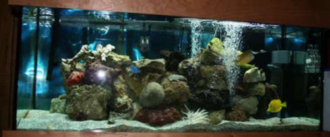 75 gallons saltwater fish tank (mostly fish, little/no live coral) - 75 gallon tank
