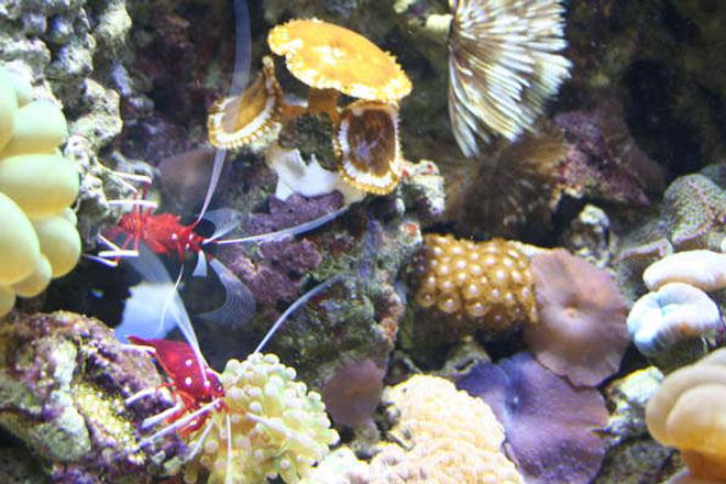 corals inverts - actinodiscus sp. - purple mushroom stocking in 100 gallons tank - This is a photo of my 2 fire shrimp and the corals near the bottom of my tank.