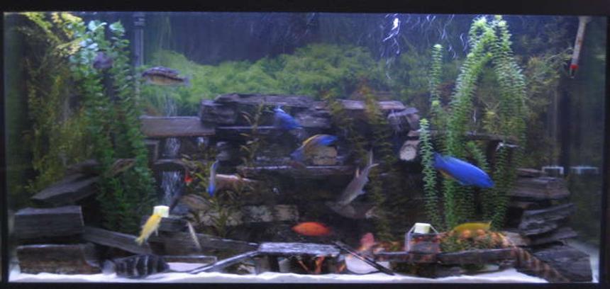 Rated #89: 90 Gallons Freshwater Fish Tank - not the best pic i'm working on it
