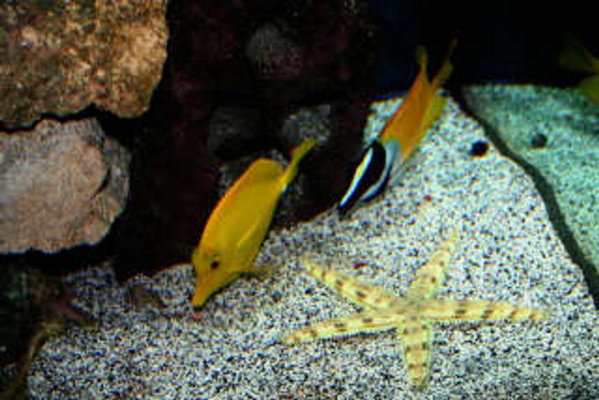 Rated #47: Saltwater Fish - Zebrasoma Flavescens - Yellow Tang - Hawaii Stocking In 75 Gallons Tank - Beautiful Star