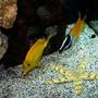 saltwater fish - zebrasoma flavescens - yellow tang - hawaii stocking in 75 gallons tank - Beautiful Star