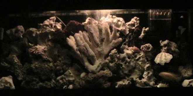 55 gallons freshwater fish tank (mostly fish and non-living decorations) - nite light pic