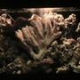 55 gallons freshwater fish tank (mostly fish and non-living decorations) - nite light pic