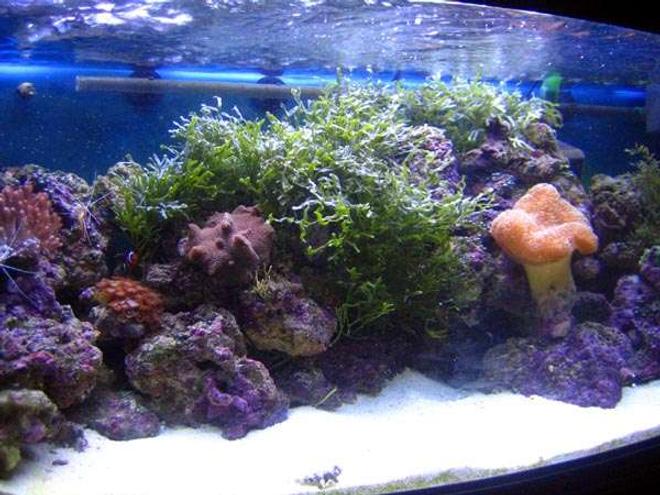 80 gallons reef tank (mostly live coral and fish) - this is the most recent picture of the tank taken from left to right you can see some of the fish including the blenny at the bottom of the tank.