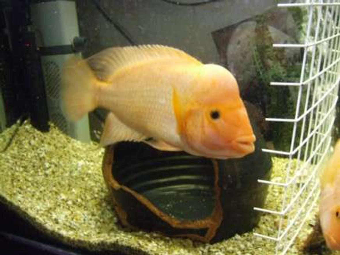 freshwater fish - amphilophus labiatus - red devil stocking in 96 gallons tank - Norman the Red Devil ( 12 inchs of angry ) getting ready to breed........