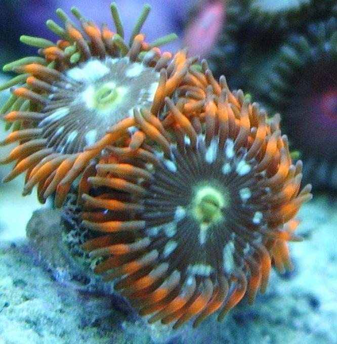corals inverts - zoanthus sp. - colony polyp stocking in 29 gallons tank - zoos