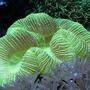 corals inverts - lobophyllia hemprichii - brain coral, lobophyllia stocking in 29 gallons tank - brain