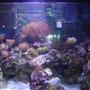 65 gallons reef tank (mostly live coral and fish) - 65g Mixed Reef