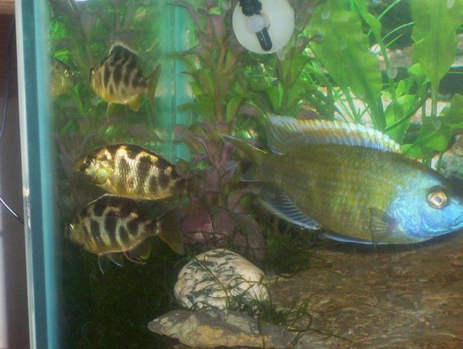 freshwater fish - nimbochromis venustus - venustus cichlid stocking in 55 gallons tank - 3 of my Female Venustus's and my sporting his colors Male decided not to be camera shy on this day