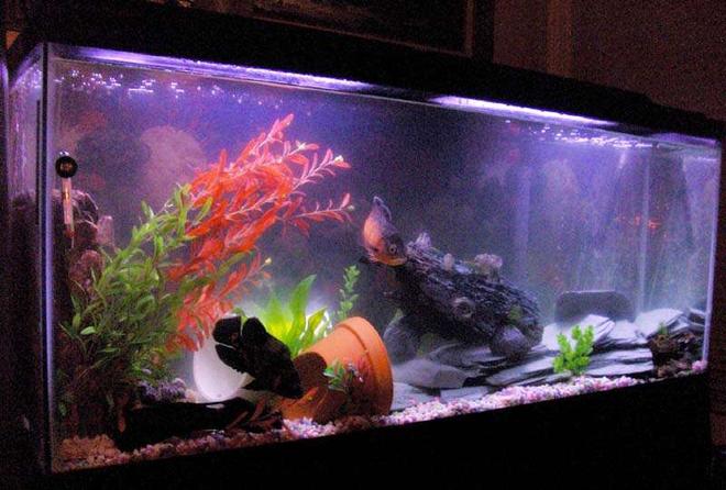 45 gallons freshwater fish tank (mostly fish and non-living decorations) - 55 gallons, 2 oscars (red and tiger), 1 pleco, 1 crayfish.  I've got a waterfall bubbler in there, a large airstone, a bunch of slate, some pots and pvc tunnels..all the plants are plastic or silk.  Filtered by a whisper 60 HOB