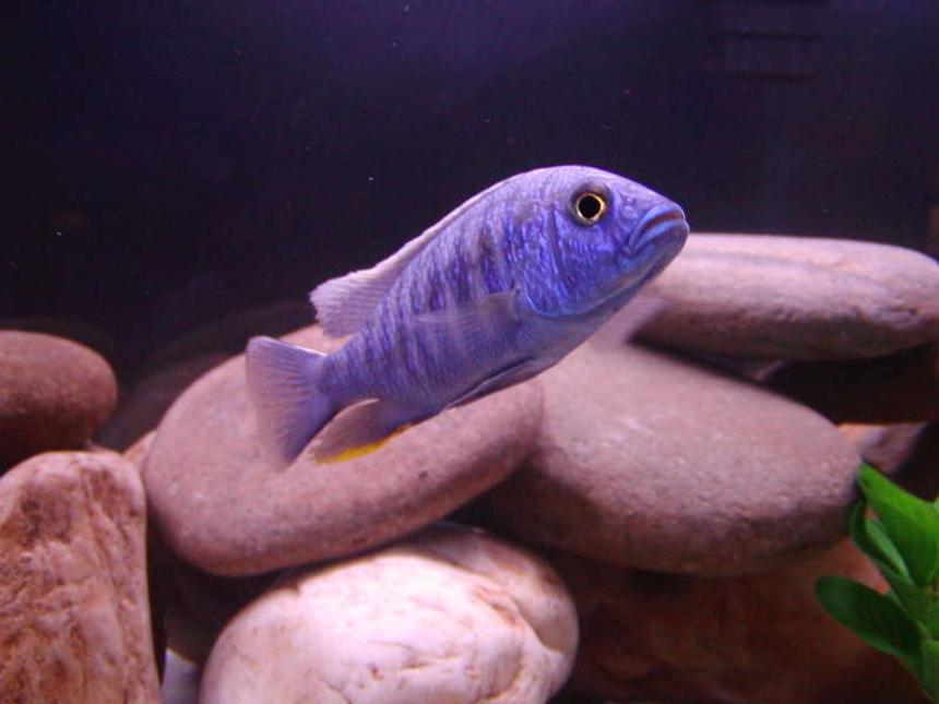 Rated #1056: Freshwater Fish - Sciaenochromis Fryeri - Electric Blue Hap Stocking In 75 Gallons Tank - Freyeri