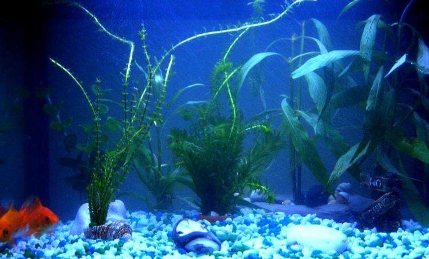 Rated #384: 10 Gallons Freshwater Fish Tank - 18x12x12
3 comets
1 common plec