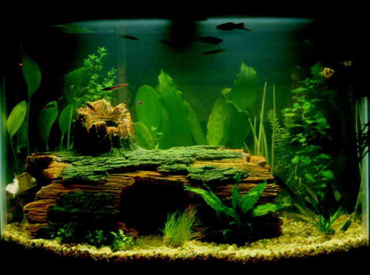 28 gallons planted tank (mostly live plants and fish)