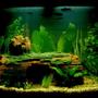 28 gallons planted tank (mostly live plants and fish)