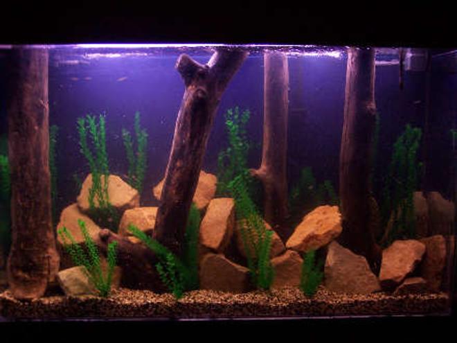 180 gallons freshwater fish tank (mostly fish and non-living decorations) - 175 tall