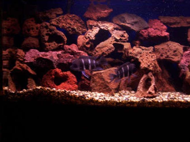 freshwater fish - cyphotilapia frontosa - frontosa cichlid stocking in 180 gallons tank - two frontosa about 6" and 5" part of the 7 adults in this tank, they have succesfully spawned once already and Im hoping for more!