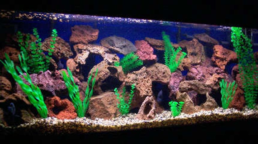 Rated #17: 125 Gallons Freshwater Fish Tank - 125 frontosa colony