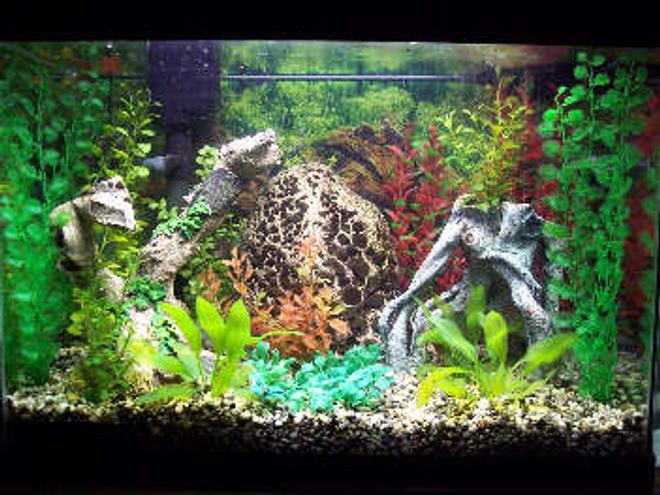 20 gallons freshwater fish tank (mostly fish and non-living decorations) - 20 gal