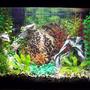 20 gallons freshwater fish tank (mostly fish and non-living decorations) - 20 gal
