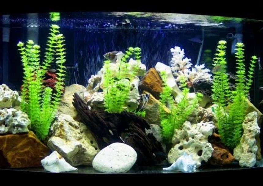 Rated #152: 46 Gallons Freshwater Fish Tank - 46 gal. fresh w/ fake plants, Fluval 305 canister filter, and a wet/dry trickle filter. 4 angels, 4 white cloud danios, 2 black skirt tetras, and a plecostoums