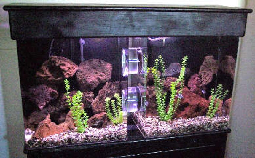 Rated #105: 60 Gallons Freshwater Fish Tank - 60 split tank connected with two 6 inch tubes
