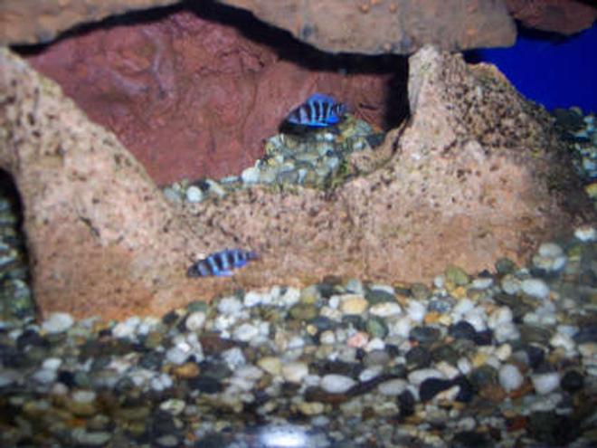freshwater fish - cyphotilapia frontosa - frontosa cichlid stocking in 60 gallons tank - my baby frontosa, about 3/4" long
