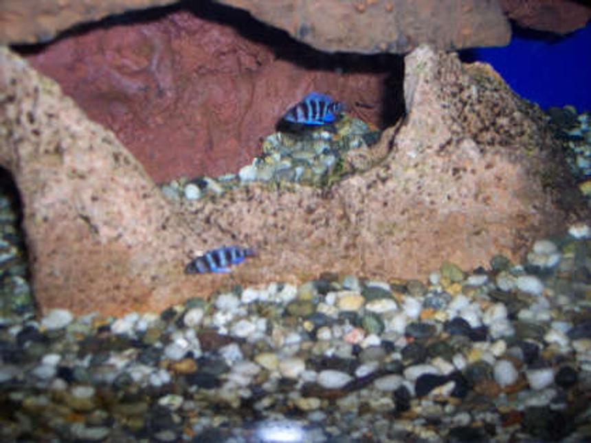 Rated #1883: Freshwater Fish - Cyphotilapia Frontosa - Frontosa Cichlid Stocking In 60 Gallons Tank - my baby frontosa, about 3/4" long